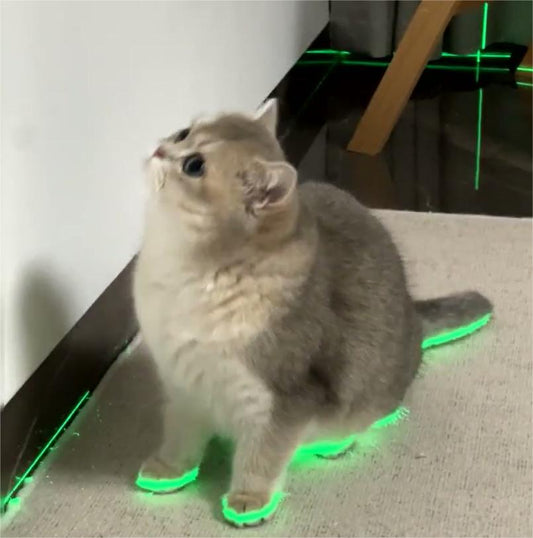 make a cat's paws glow with a laser beam